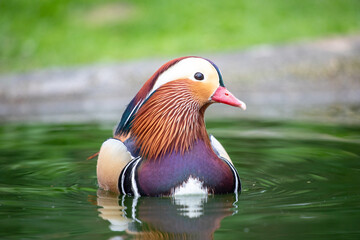Front view of Mandarin Duck in lake