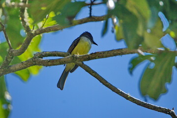 Tropical kingbird (Tyrannus melancholicus) perched in a tree in Cuellaje, Ecuador