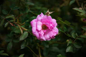 Obraz premium old blush rose with leaves. Growing in Russian Far East