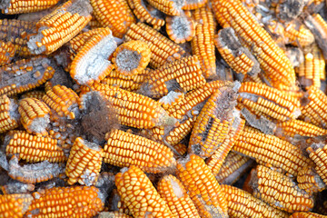 Picking up slightly rotten corn cobs