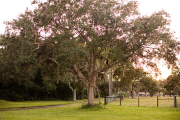Tree in a yard in Jacksonville, Florida on a farm