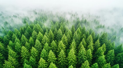 Obraz premium Aerial view of dense evergreen trees shrouded in mist, showcasing natural beauty.