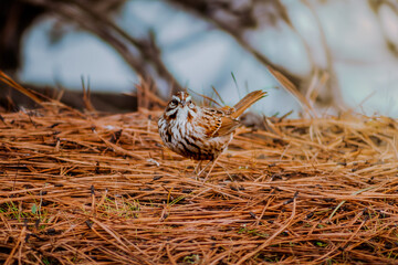 Bird on pine needles