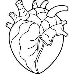 Line art of an organ heart vector