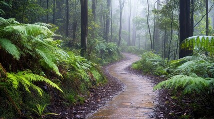 Obraz premium A winding path through a misty forest, surrounded by lush ferns and trees.