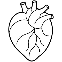 Line art of an organ heart vector