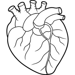 Line art of an organ heart vector