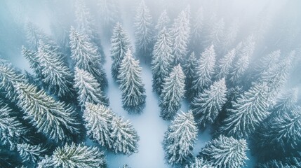 Obraz premium Aerial view of a snowy forest with tall evergreen trees blanketed in white.