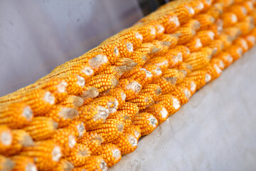 Corn cobs drying in a rural home