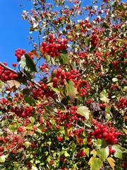 Red berries and green leaves with blue sky