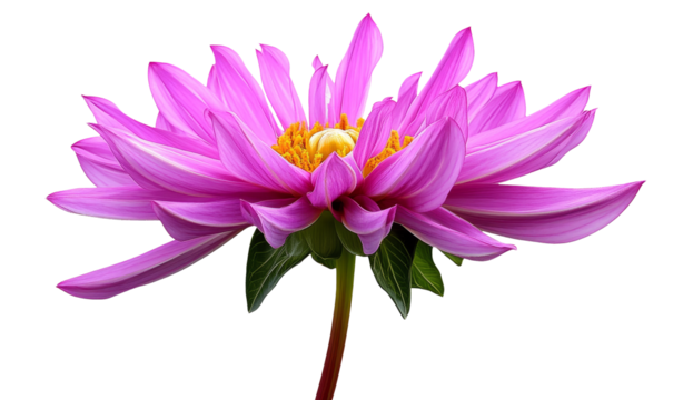 High-Quality PNG Dahlia cactus rose en début de floraison Isolated on White Background – High Resolution