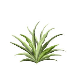 Agave plant illustration 