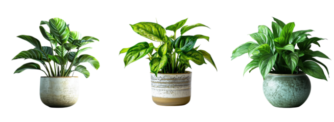 Three stylish potted houseplants vibrant foliage neutral backgrounds indoor decor harmonious arrangement Isolated on white background