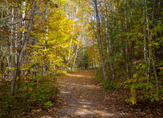Forest path covered with leaves in autumn.