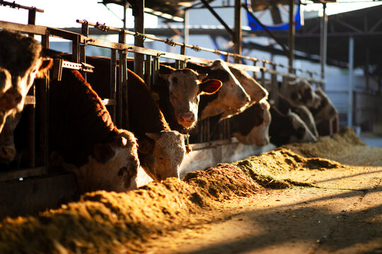 Beef cattle eating feed in a cattle farm