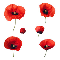 Obraz premium Set of Realistic Red Poppies in Various Bloom Stages on white and transparent background. PNG
