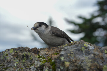 bird on a rock