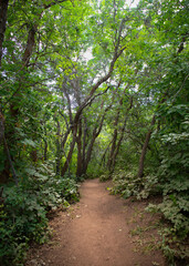 Path in the green woods, with trees relaxing calming