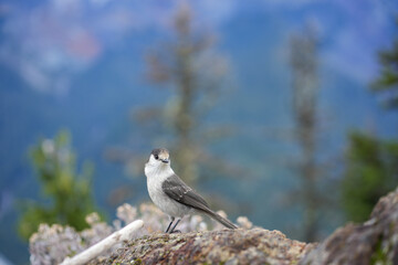 black headed gull