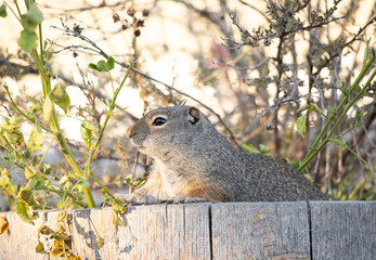 Prairie dog profile