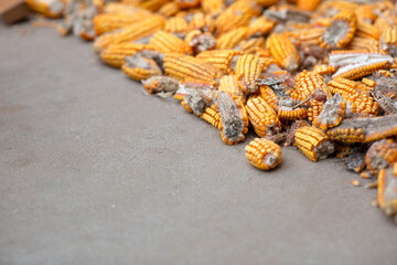 Corn cobs of poor quality are drying in the sun