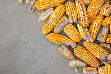 Corn cobs of poor quality are drying in the sun