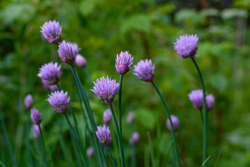Fototapeta premium Purple Chive Blossoms in a Lush Green Garden