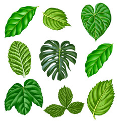 realistic drawing set of green leaves isolated at white background, natural design elements, hand drawn illustration