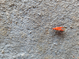 A detailed close-up of a red bug or red insect with wings, standing on a concrete surface.