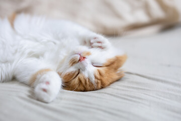 ベッドで気持ちよさそうに眠る折れ耳スコティッシュフォールドの子猫