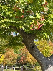 Obraz premium tree in autumn