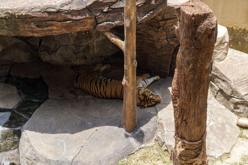 tiger in the zoo