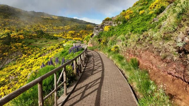 Madeira tourism - steadicam tracking shot walk on hiking path in blooming Cytisus shrubs, Portugal and mountains in clouds. Miradouros do Paredao, Madeira island, Portugal. Push in dolly move