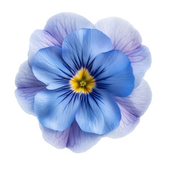 Violet purple Spring Flower Primrose isolated on white