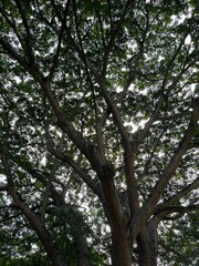 A majestic tree with sprawling branches casts a dappled shade, its leaves forming a natural canopy against the sky. Sunlight filters through the foliage, creating a serene and peaceful atmosphere.