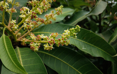 Blossoming Mango Flowers