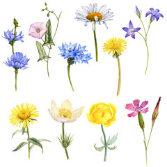 watercolor drawing realistic wild flowers isolated at white background , hand drawn botanical illustration