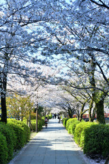 小田原城址公園歩道の桜並木