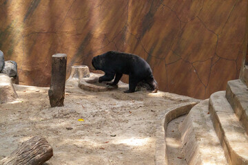 brown bear cub © andre