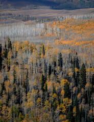 Cedar Canyon Autumn