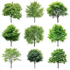 Fototapeta premium Collection of nine green trees isolated on a white background.