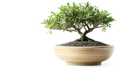Naklejka premium Elegant bamboo and ceramic pot with an indoor bonsai tree