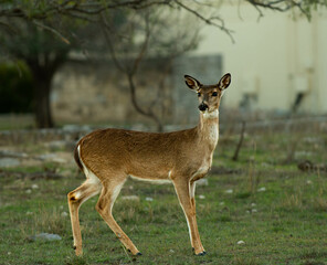 female doe looking at camera