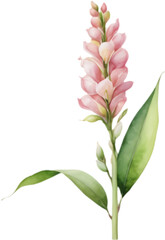 Obraz premium Fresh white Sesbania flower watercolor art illustration. 