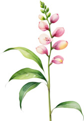 Obraz premium Elegant watercolor Sesbania flower clipart, pink blooms. 