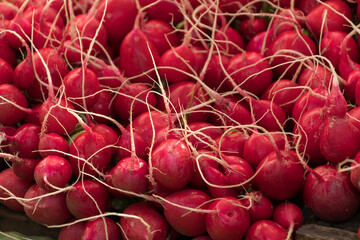 Radish bunches at Saturday market at Noordermarkt