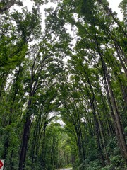 Fototapeta premium A winding road is framed by a majestic canopy of towering trees, creating a natural tunnel of green.