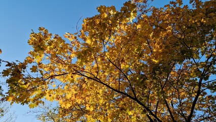 Autumn leaves against blue sky. Tree with yellow leaves against blue sky. 