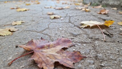 Autumn fallen leaves. Fallen leaves lie on the road