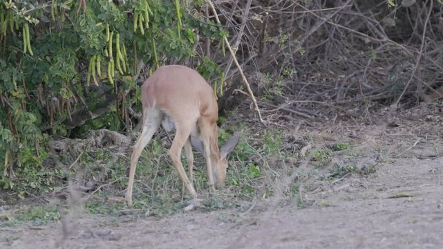 a rear view of a male steenbok antelope grazing in balule nature reserve of kruger national park, south africa